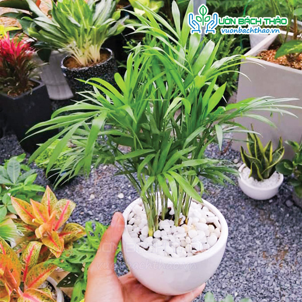 Cây Cau Tiểu Trâm Để Bàn