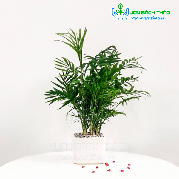 Cây Cau Tiểu Trâm Để Bàn