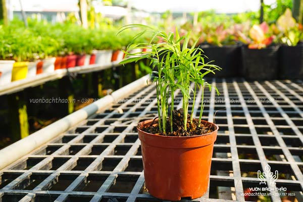 Cây Cau Tiểu Trâm