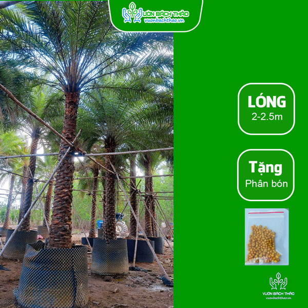 Cây Chà Là Trồng Công Trình