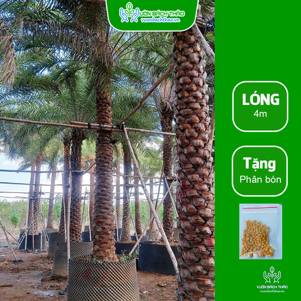 Cây Chà Là Trồng Công Trình