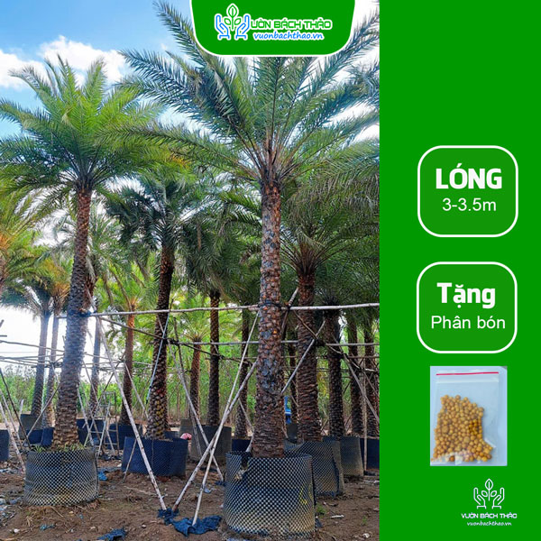 Cây Chà Là Trồng Công Trình