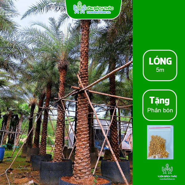 Cây Chà Là Trồng Công Trình