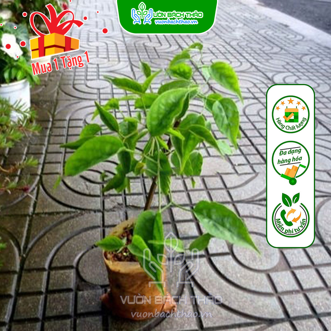 Cây Hoa Chùm Ớt (Rạng Đông)