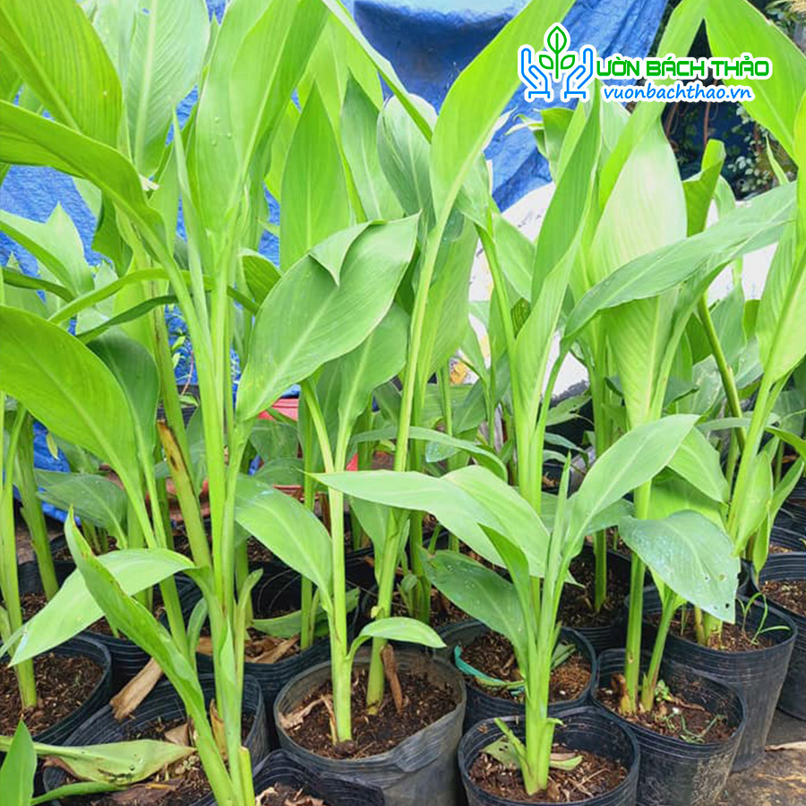 Cây Chuối Hoa Trồng Công Trình