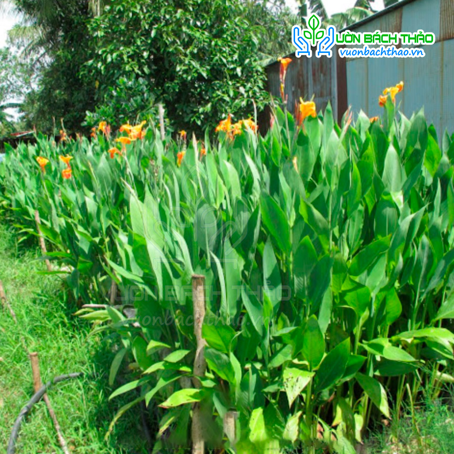 Cây Chuối Hoa Trồng Công Trình