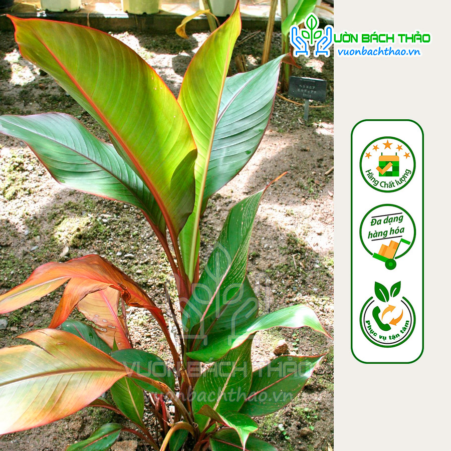 Cây Chuối Lá Đỏ Tài Lộc (Heliconia stricta spectabilis)