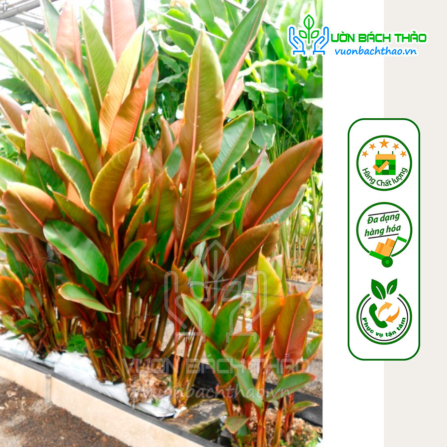 Cây Chuối Lá Đỏ Tài Lộc (Heliconia stricta spectabilis)