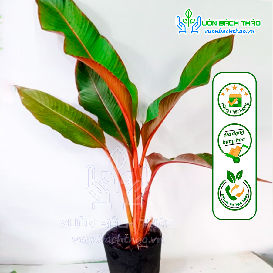 Cây Chuối Lá Đỏ Tài Lộc (Heliconia stricta spectabilis)