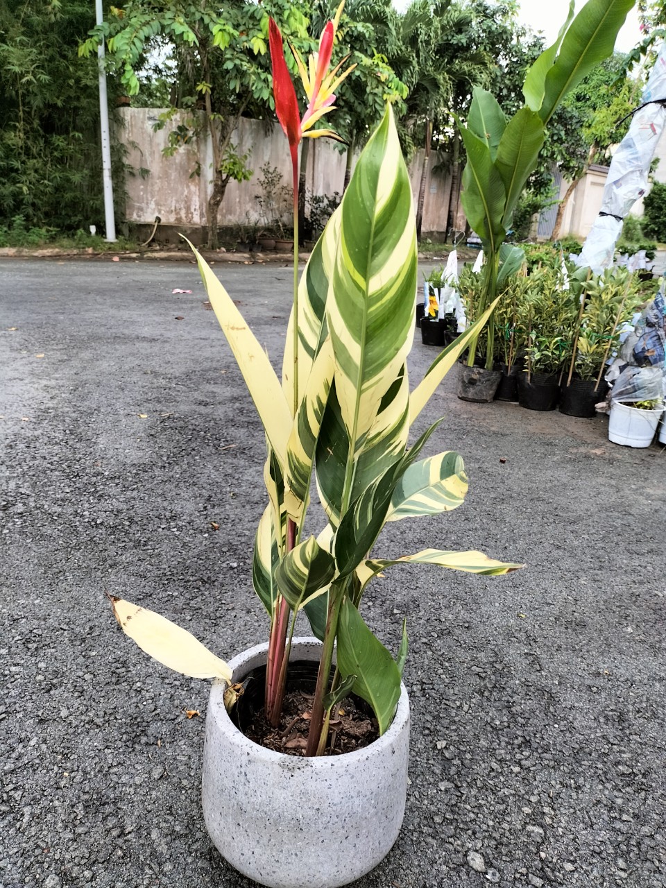 Cây Mỏ Két Cẩm Thạch Trồng Chậu