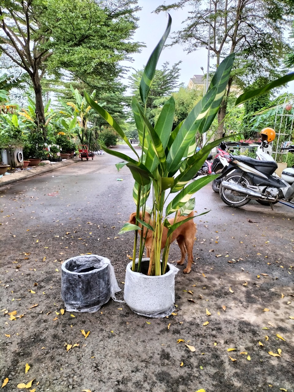 Cây Mỏ Két Cẩm Thạch Trồng Chậu