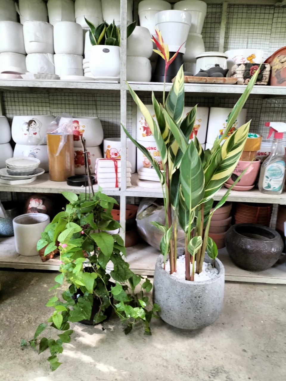 Cây Mỏ Két Cẩm Thạch Trồng Chậu