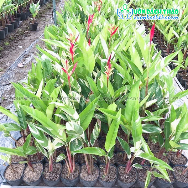 Cây Chuối Mỏ Két Cẩm Thạch