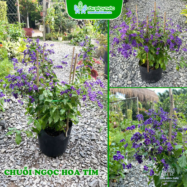 Cây Chuỗi Ngọc Hoa Tím