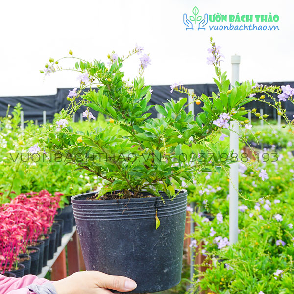 Cây Chuỗi Ngọc Hoa Tím