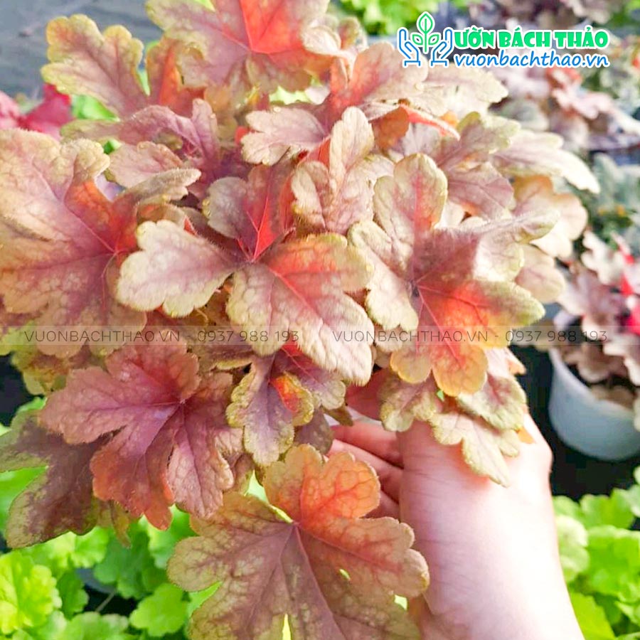 Cây Chuông San Hô (Cây Heuchera)