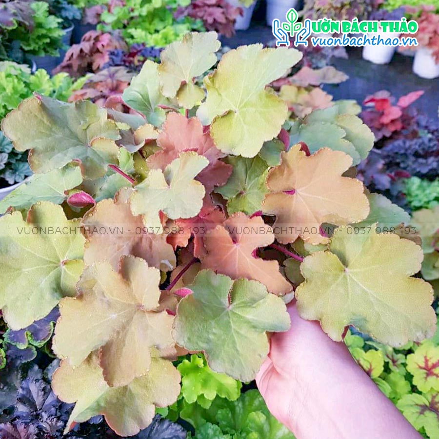 Cây Chuông San Hô (Cây Heuchera)