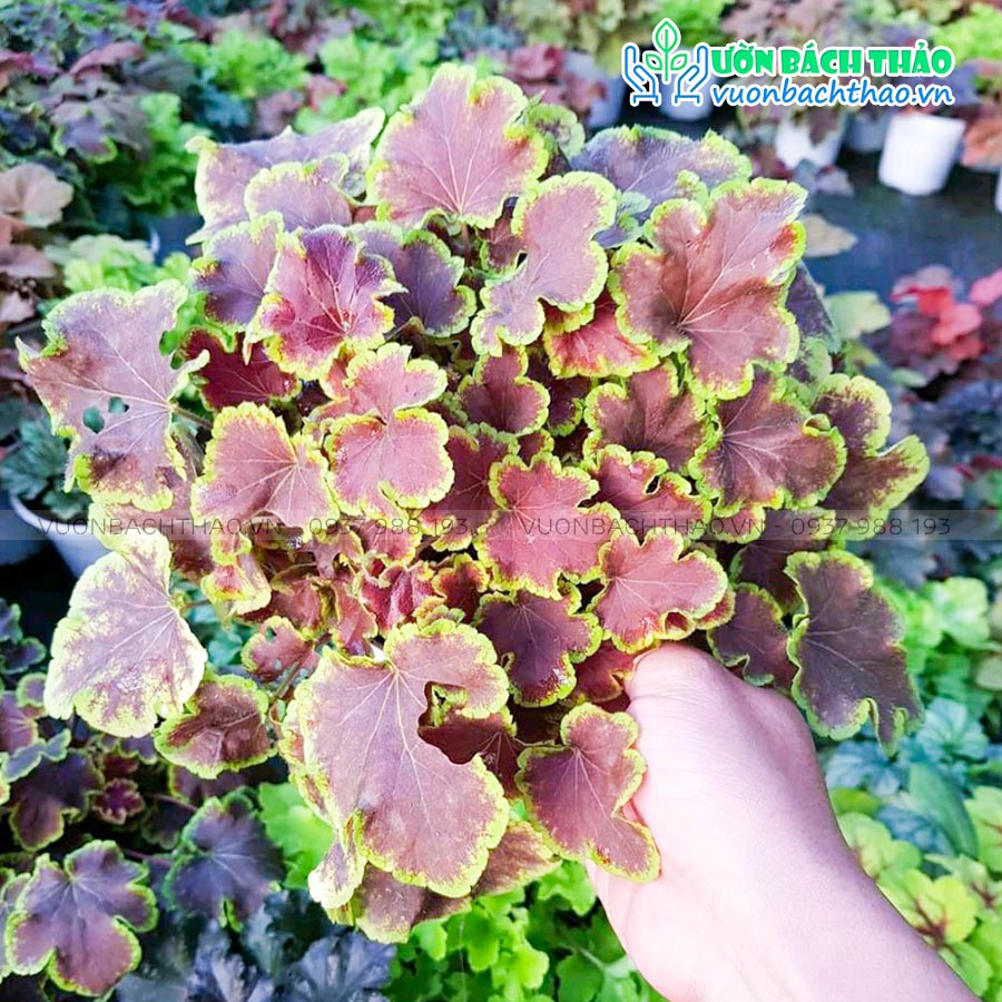 Cây Chuông San Hô (Cây Heuchera)