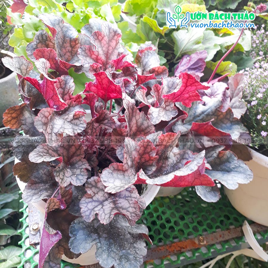 Cây Chuông San Hô (Cây Heuchera)