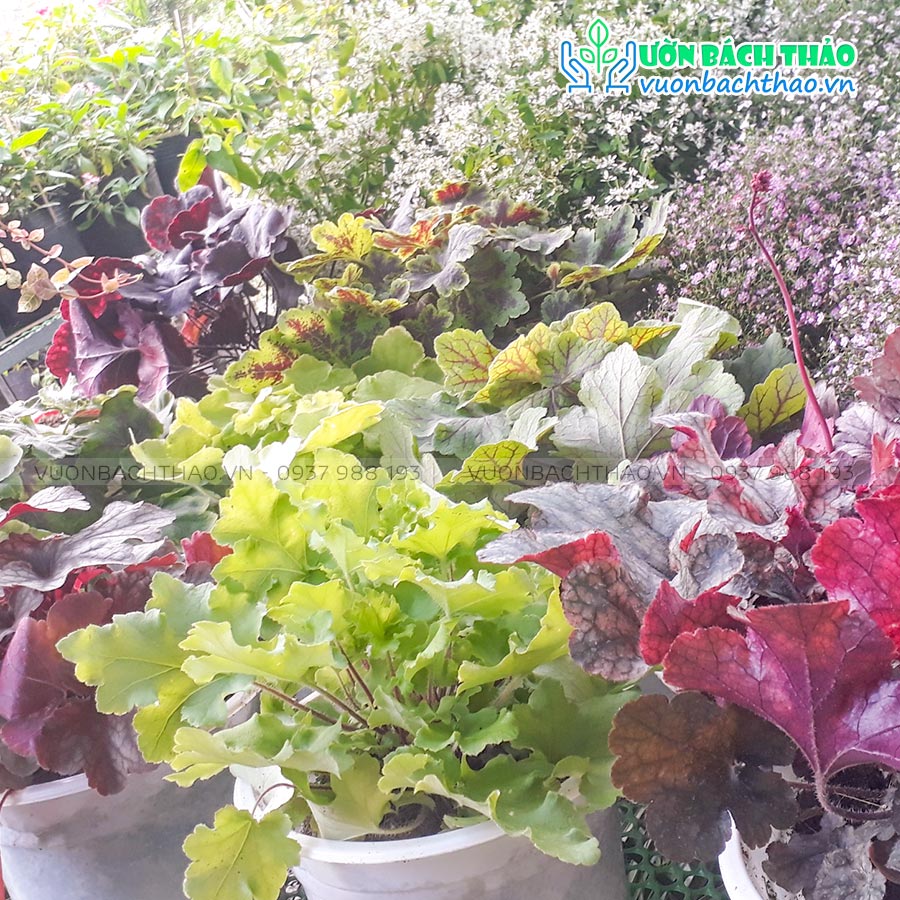 Cây Chuông San Hô (Cây Heuchera)