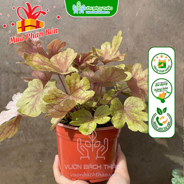 Cây Chuông San Hô (Cây Heuchera)