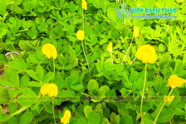 Cỏ Đậu Phộng (Cỏ Lạc)