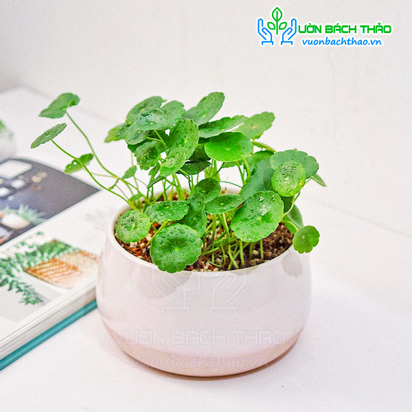 Cây Cỏ Đồng Tiền Để Bàn