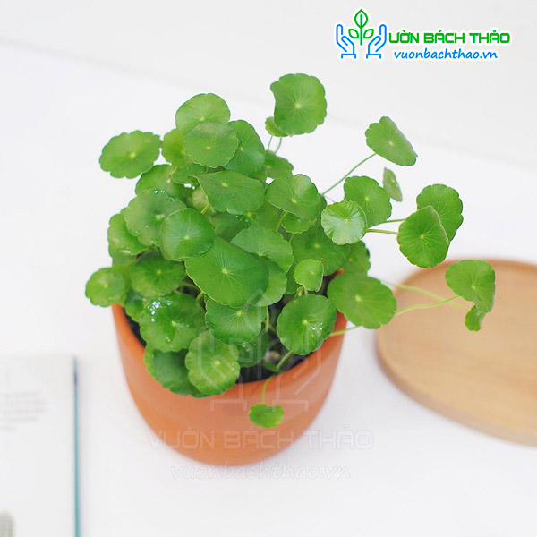 Cây Cỏ Đồng Tiền Để Bàn