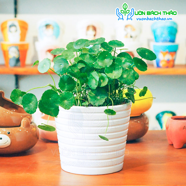 Cây Cỏ Đồng Tiền Để Bàn