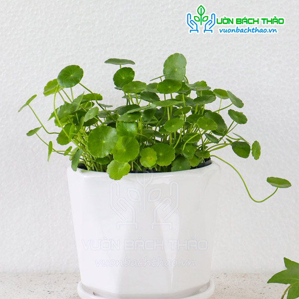 Cây Cỏ Đồng Tiền Để Bàn