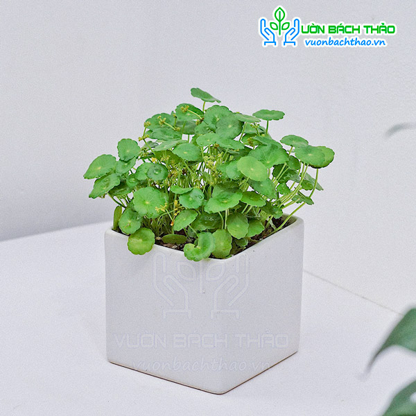 Cây Cỏ Đồng Tiền Để Bàn