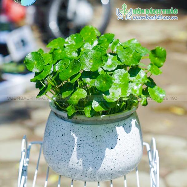 Cây Cỏ Đồng Tiền Để Bàn
