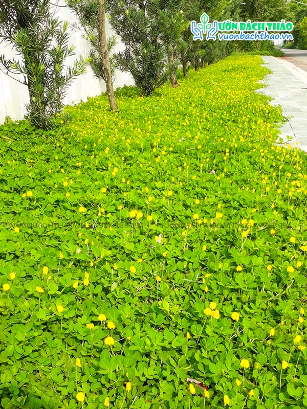 Cỏ Đậu Phộng (Cỏ Lạc)