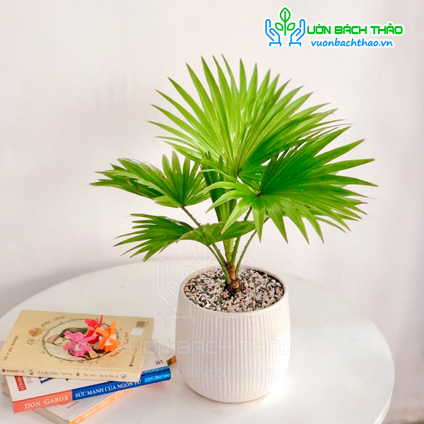 Cây Cọ Ta Để Bàn