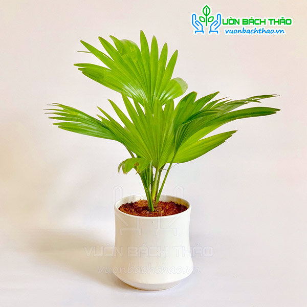 Cây Cọ Ta Để Bàn