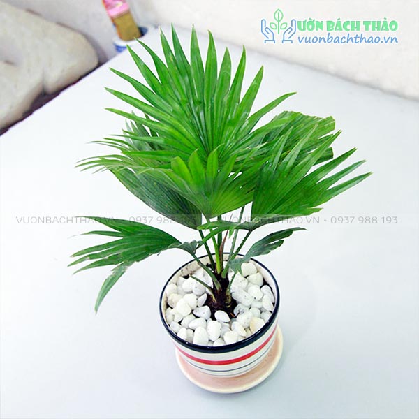 Cây Cọ Ta Để Bàn