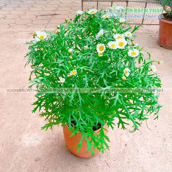 Cây Cúc Họa Mi Trồng Chậu