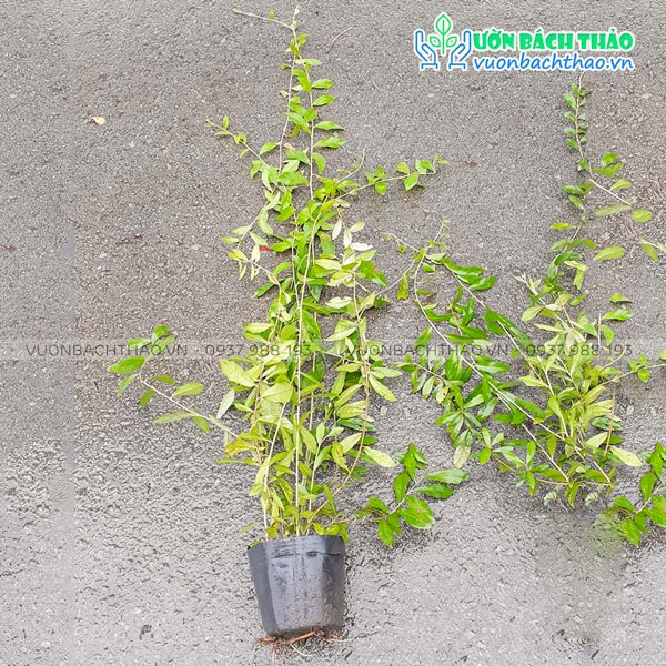 Dây Cúc Tần Ấn Độ