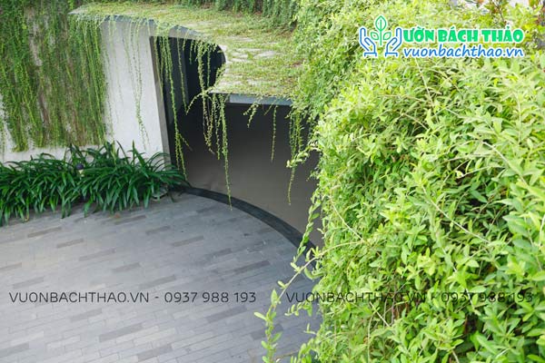 Dây Cúc Tần Ấn Độ