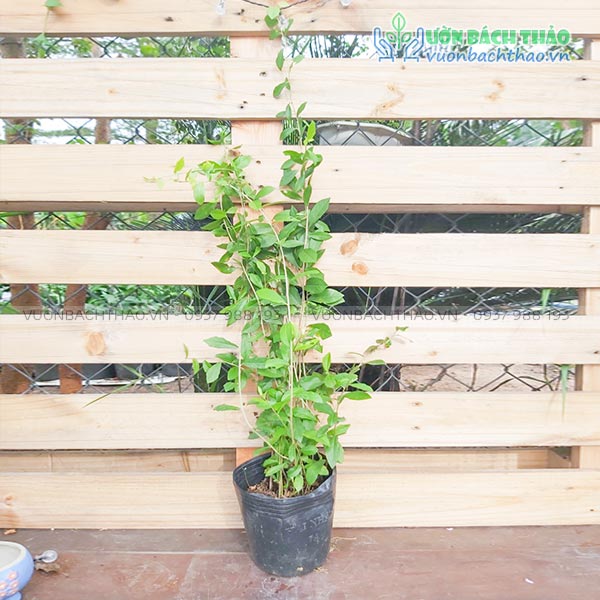 Dây Cúc Tần Ấn Độ