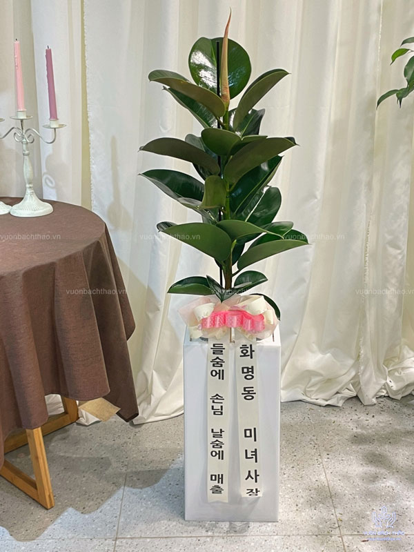 Chậu Cây Đa Búp Đỏ Tặng Khai Trương