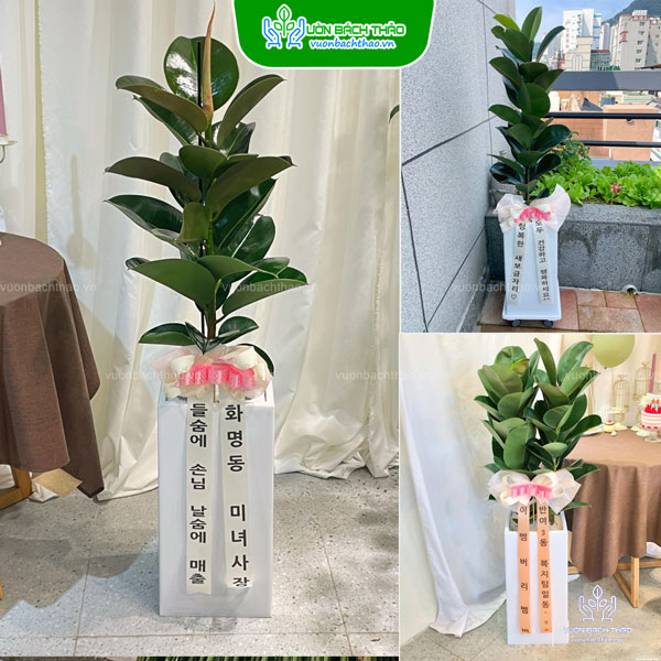 Chậu Cây Đa Búp Đỏ Tặng Khai Trương