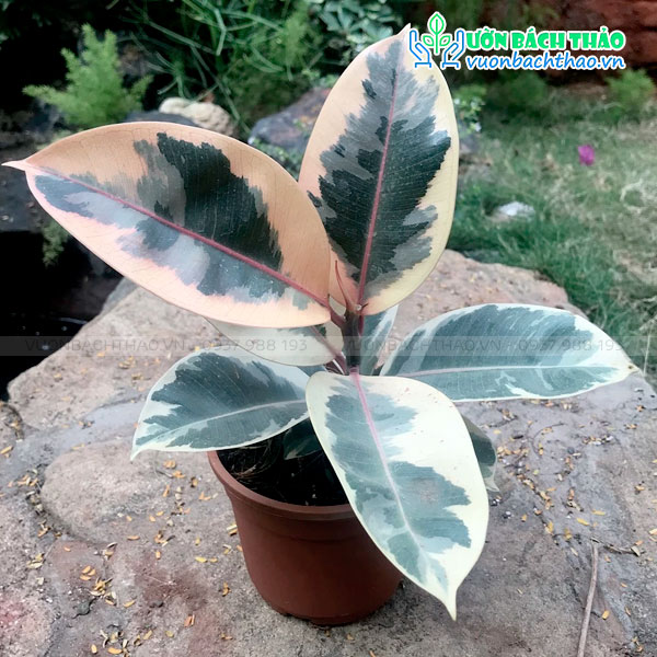 Cây Đa Đại Phúc Ficus Tineke - Đa Cẩm Thạch Trắng