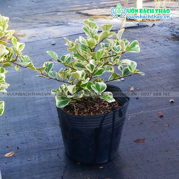 Cây Đa Tam Phúc (Si Thái Cẩm Thạch)