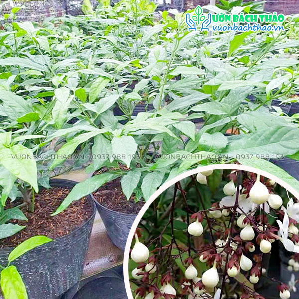 Cây Dạ Ngọc Minh Châu (Bạch Lan Dương)