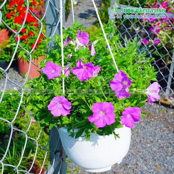 Hoa Dạ Yến Thảo Chậu Treo