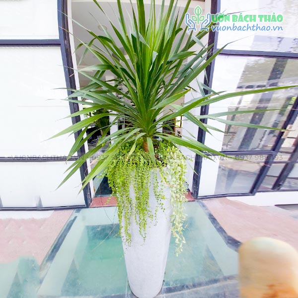 Cây Đại Lộc Chiêu Tài