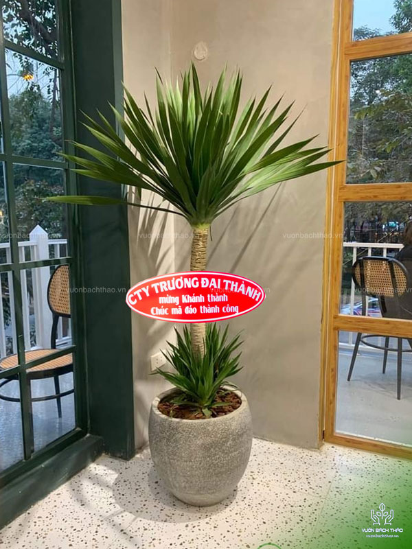 Cây Phát Tài Núi Tặng Khai Trương