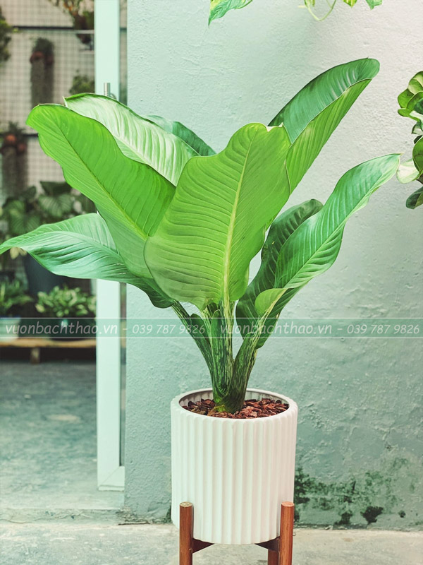 Cây Đại Phú Gia Chậu Đứng