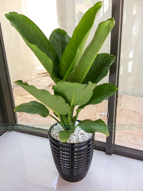 Cây Đại Phú Gia Chậu Đứng